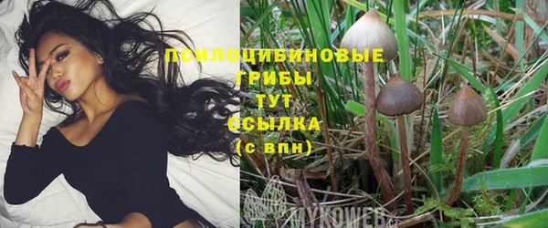 прущие грибы Богородицк